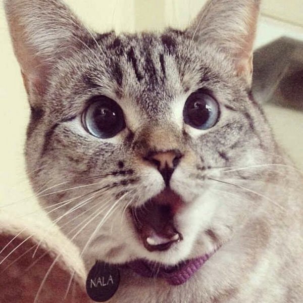 Котик в восторге