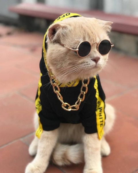Крутые котики