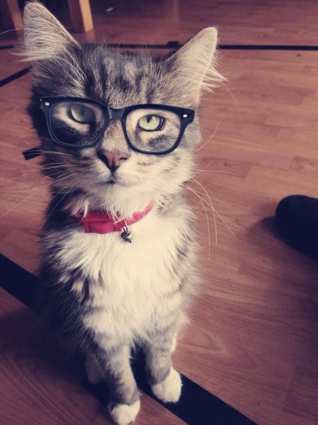 Красивые котики в очках
