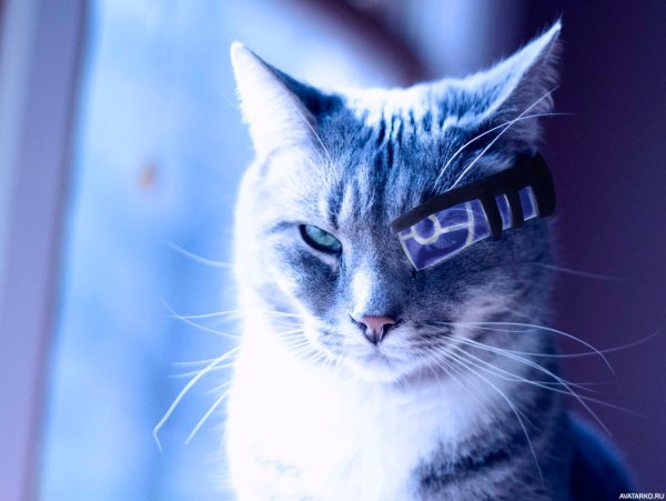 Кот на аву