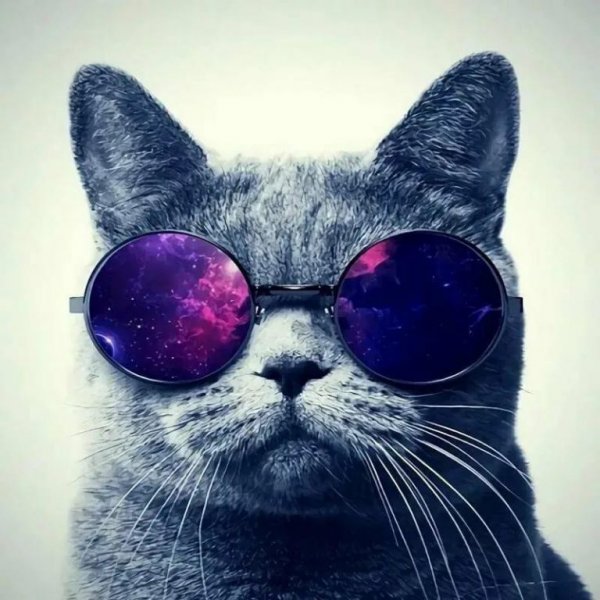 Кот в очках