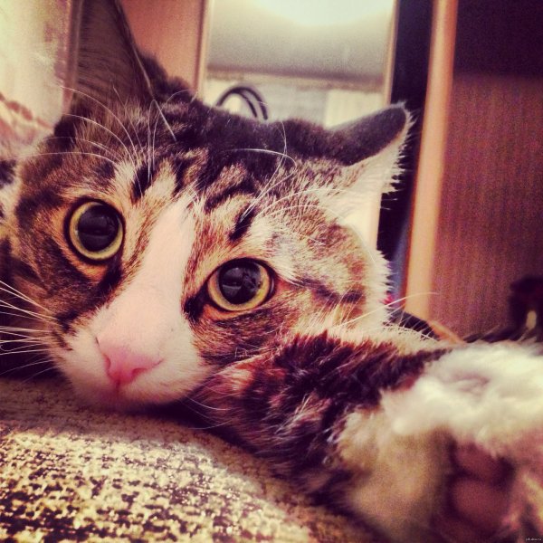 Селфи с котенком
