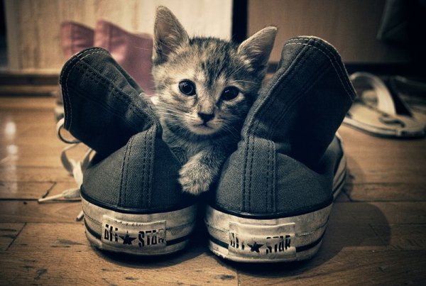 Котик в кедах