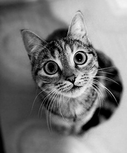 Крутые котики