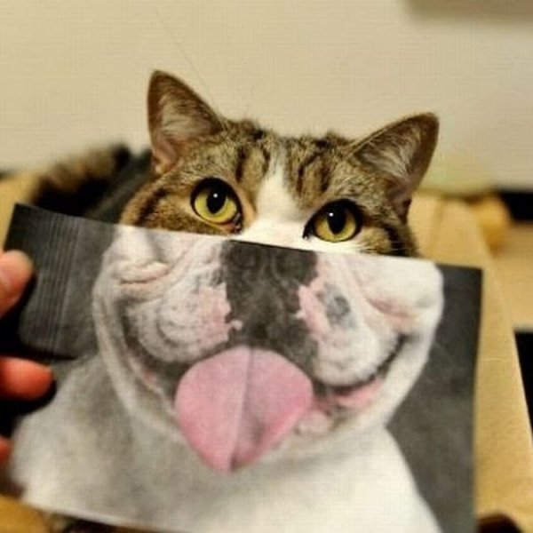 Кот с бейджиком