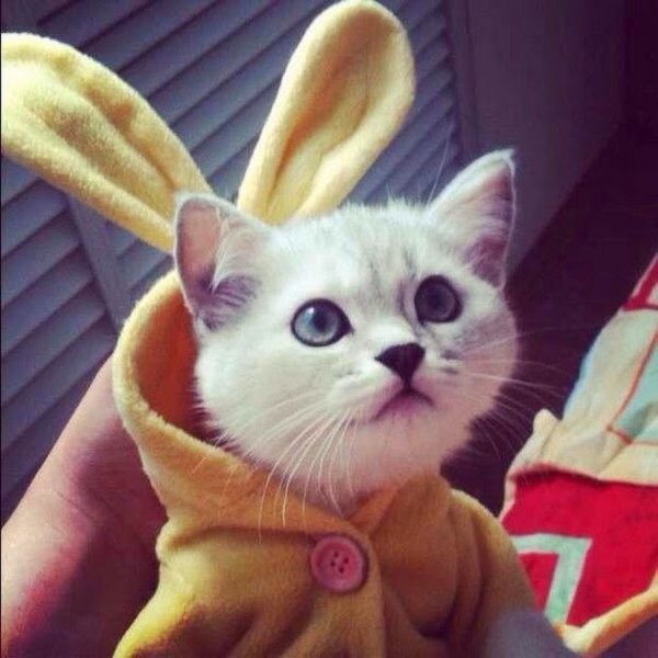 Смешные котики на аву