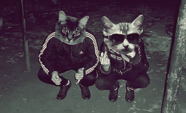 Блатной кот