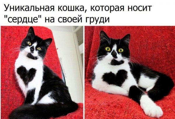 Смешные картинки с надписями