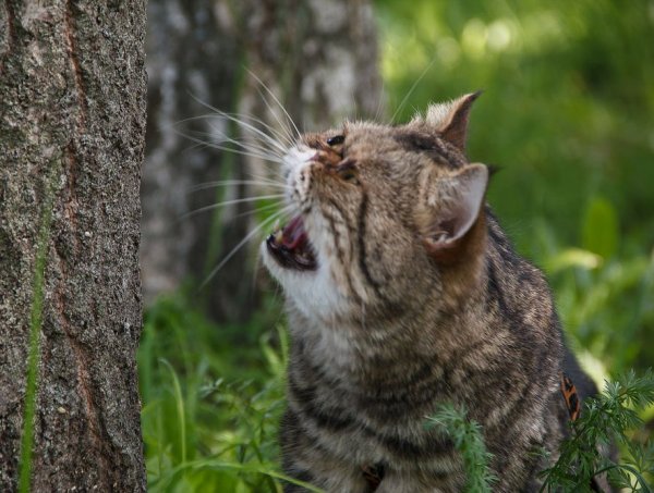 Смешные надписи
