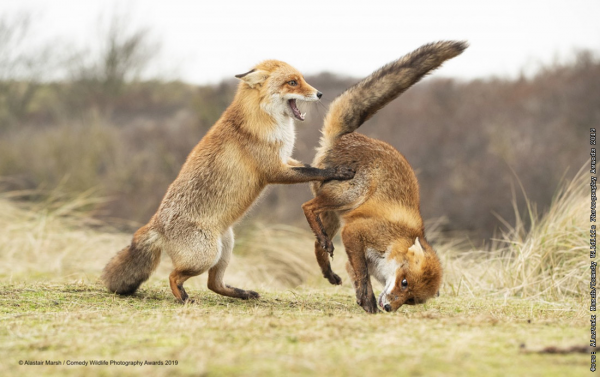 Конкурса comedy Wildlife Photography Awards