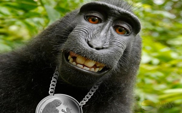 Обезьяна с факом