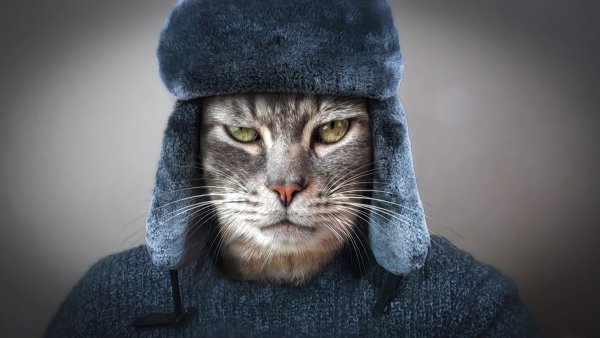 Черный павиан