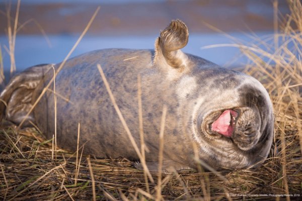Финалисты конкурса comedy Wildlife Photography Awards 2019
