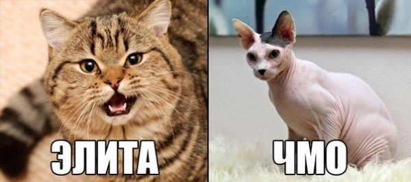 Кот чмо