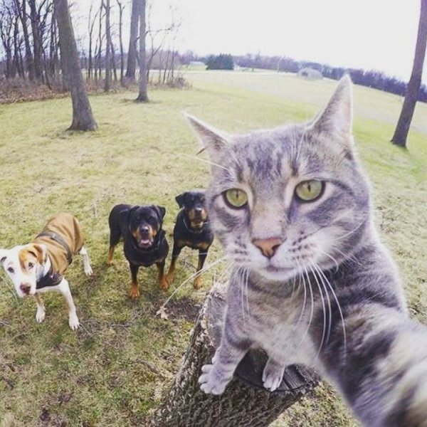 Кот селфи
