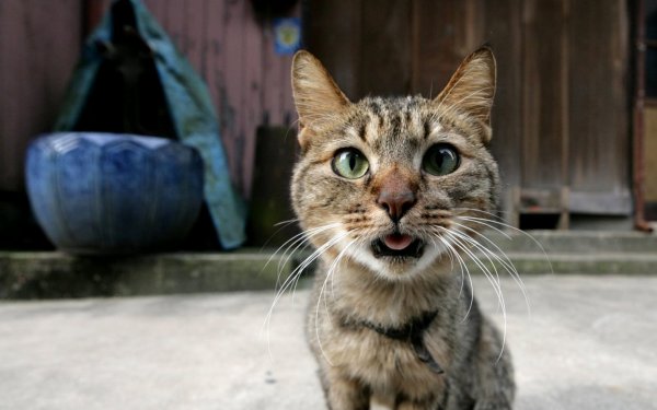 Угарные коты