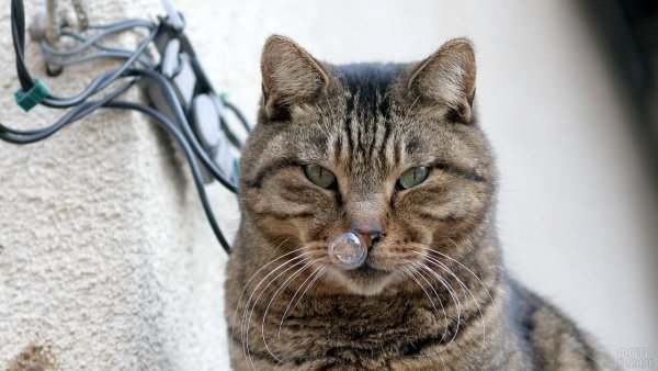 Смешные коты