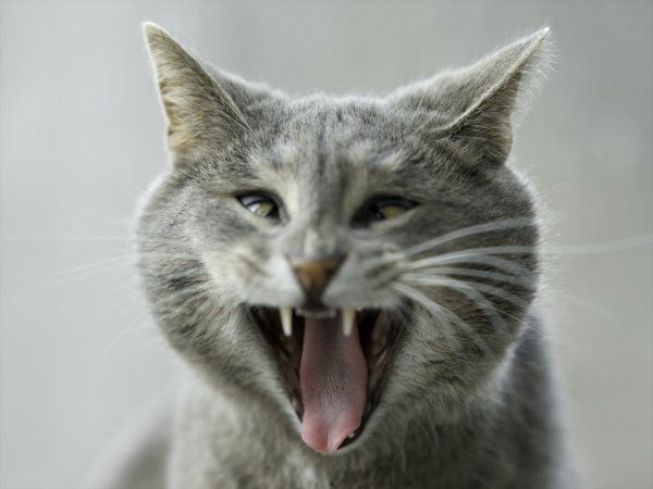 Кошка смеется
