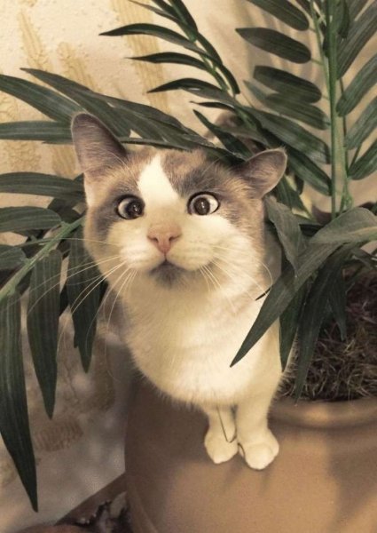 Забавные кошечки