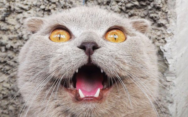 Смешной кот