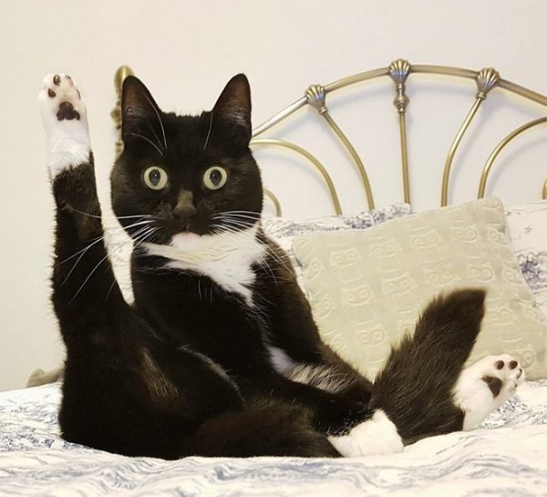 Смешной кот