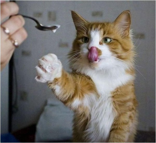 Прикольные коты и кошки