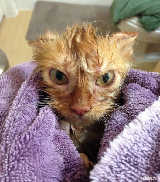 Прикольные коты
