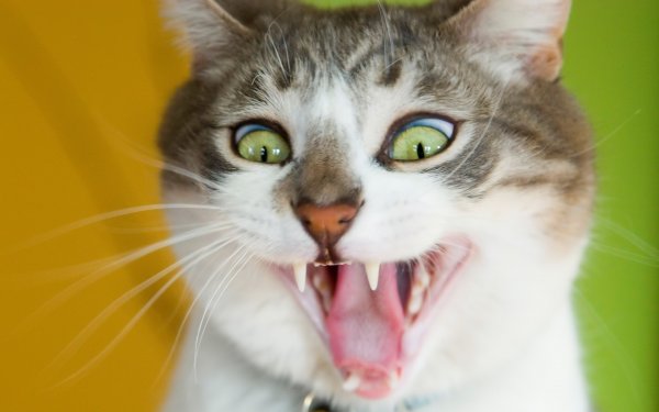 Бешеные коты
