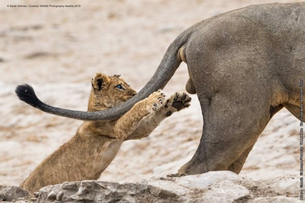 Премия comedy Wildlife Photography