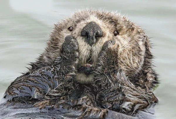 Финалисты конкурса comedy Wildlife Photography Awards:
