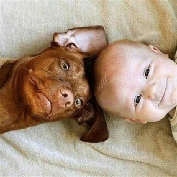 Веселые животные для детей