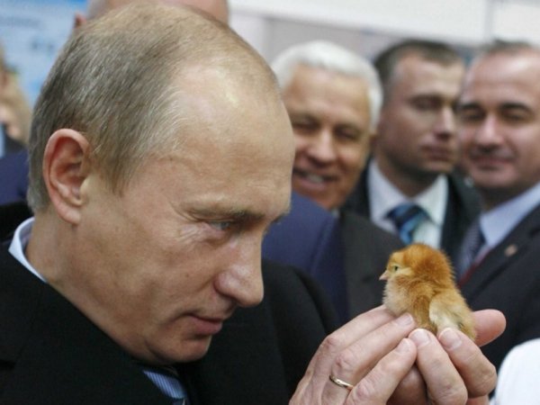 Путин птичка