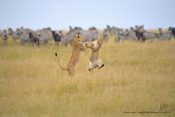 Финалисты конкурса comedy Wildlife Photography Awards:
