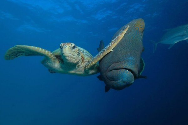 Дикая природа под водой