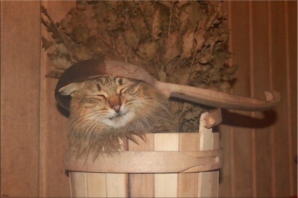 Кот с веником