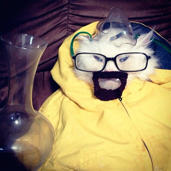 Кот Химик