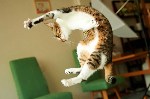 Коты веселятся