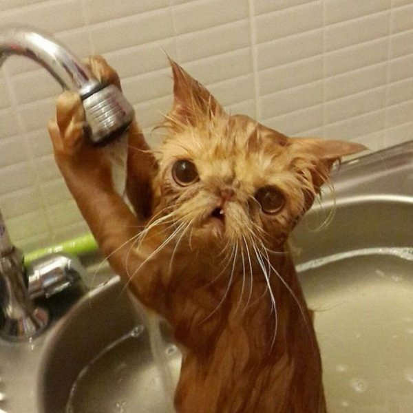 Котики приколы