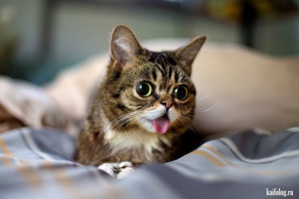 Смешные котята