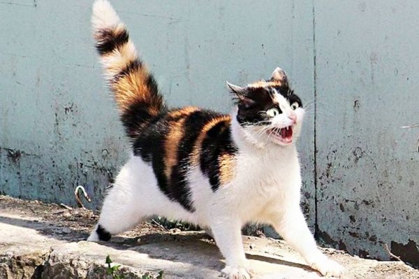 Приколы с животными коты