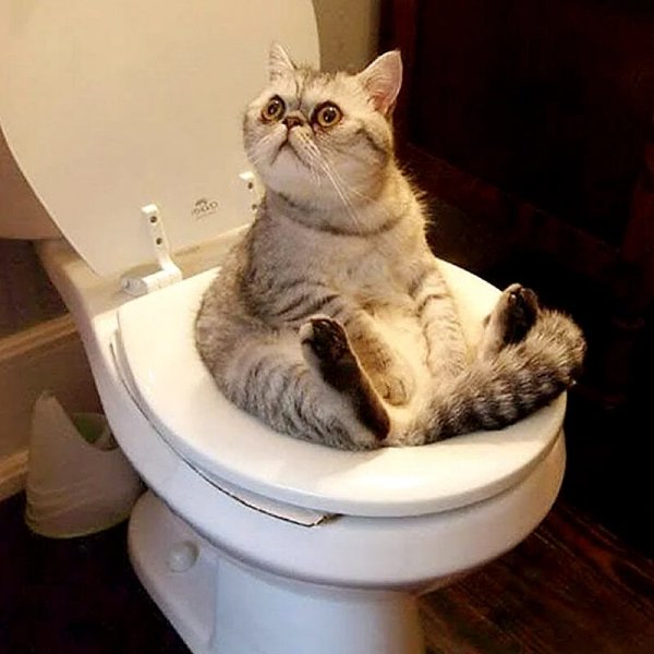Унитаз для кошек