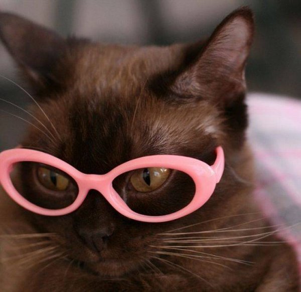 Кошка с очками