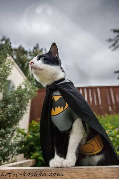 Кот в костюме Бэтмена
