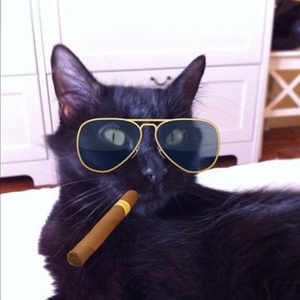 Котик в очках и с сигаретой