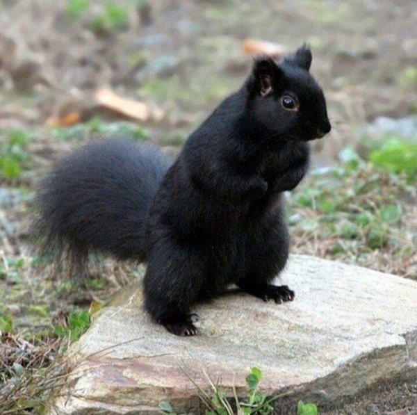 Гребибля и Гребубля