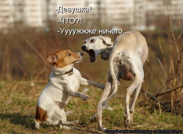 Картинки прикольные смешные с надписями