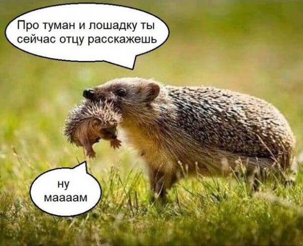 Смешные приколы с надписями