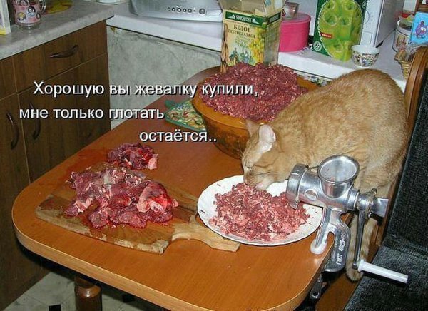 Смешные картинки с надписями