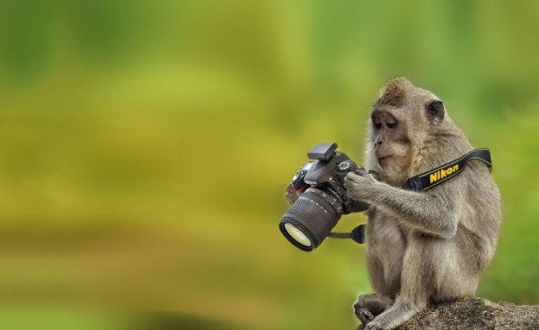 Обезьяна с фотоаппаратом