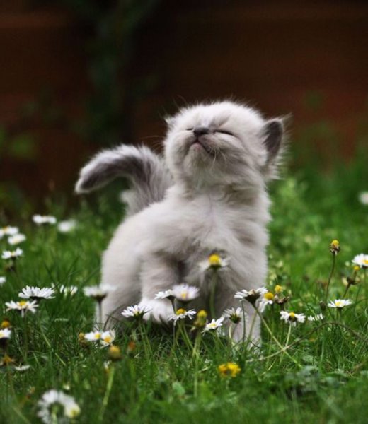 Котенок для поднятия настроения